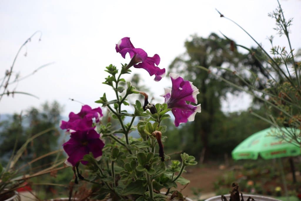 view from jhandi heaven homestay